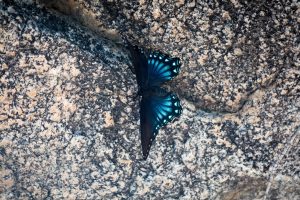 Arizona Red Spotted Purple Butterfly