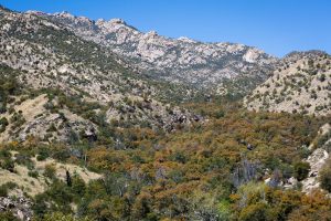 Oak Trees Covering Canyon