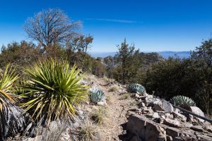 Yucca and Agave Along Arizona Trail