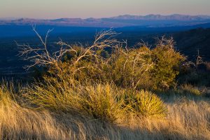 Golden Desert Vegetation at Sunset