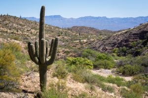 Large Saguaro Cactus Above Wash