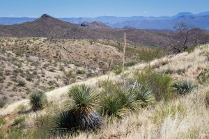 Yucca Plants in Desert