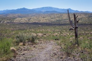 Dead Saguaro Cactus in Desert