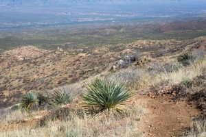 Sonoran Desert Hiking Trail