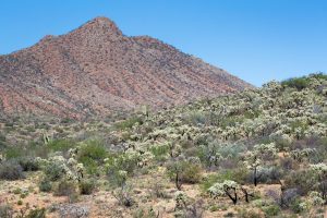 Cholla Cactus Forest
