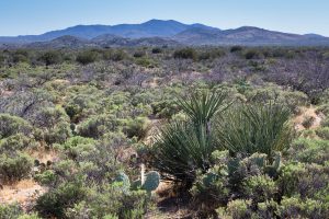 Desert Greenery Below Mountains