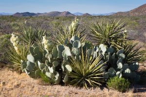 Yucca Blooming with Cactus