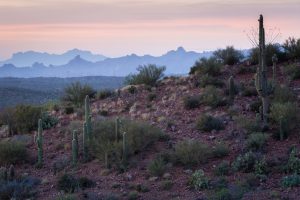 Sonoran Desert Sunset