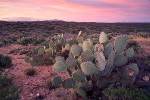 Sunrise over Sonoran Desert