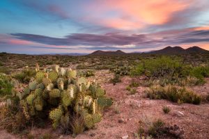 Prickly Pear Cactus Below Mountains