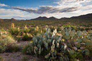 Prickly Pear Cactus and Blooming Yucca