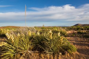 Blooming Yucca Along Arizona Trail