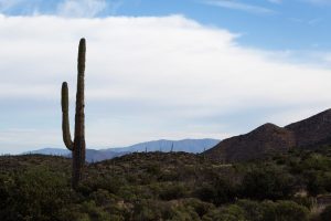 Clouds and Cactus