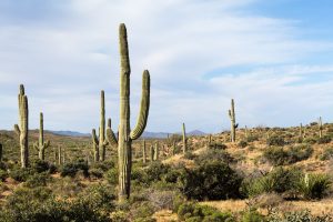 Saguaro Cactus Forest Along AZT