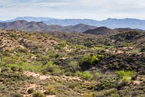Mesquite Trees Lining Wash