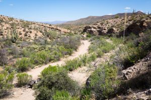 Ripsey Wash Area
