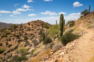 Hiking Trail on The Big Hill