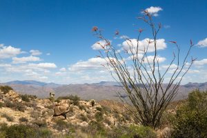 Ocotillo over Desert
