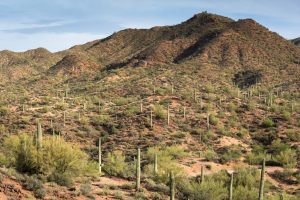 Saguaros Lining Desert Mountains
