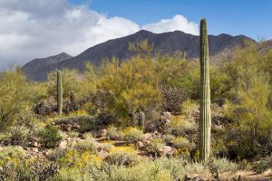 Sonoran Desert Vegetation