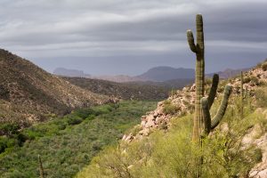 Saguaro Cactus Above Gila River