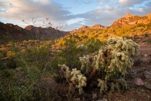 Ocotillo and Cholla Cactus Below Sunset