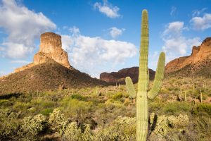 Dale's Butte Above Saguaros