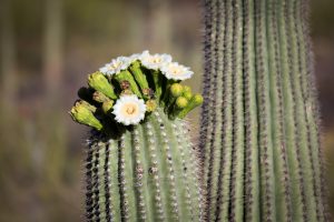 Blooming Saguaro Cactus Flower
