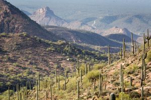 Saguaro Cactus Above Desert