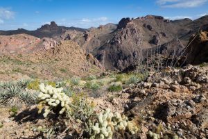 Ocotillo and Narrowleaf Yucca
