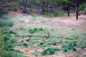 Band of Coati