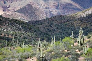 Saguaros Below Picketpost Mountain