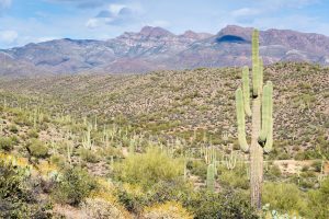 Saguaro Cactus and Apache Leap Formation