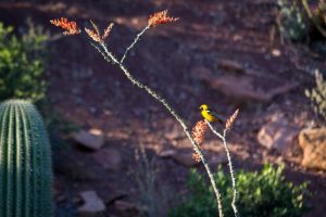 Hooded Oriole on Ocotillo