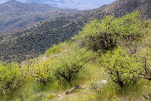 Mesquite Trees and Desert Mountains