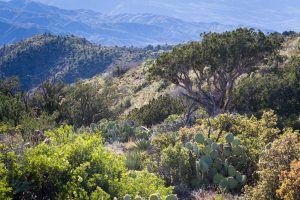Juniper Trees and Cactus