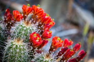 Claret-Cup Cactus Wildflowers