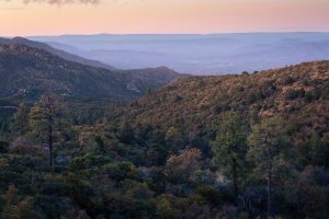 Evening over High Desert Forest