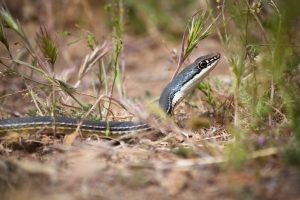 Sonoran Whipsnake
