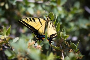 Western Tiger Swallowtail Butterfly