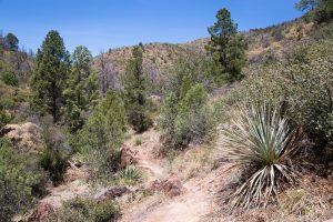 Arizona Trail in Wooded Canyon