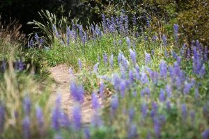 Lupine Wildflowers Along Hiking Trail