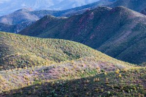 Oak Forest Covering Mountains