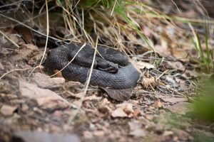 Black Rattlesnake in Trail