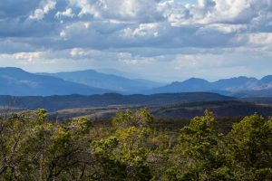 Pine Trees Below Sprawling Vista