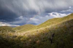 Rainbow Over Burned Desert Forest