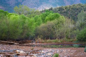 East Verde River and Riparian Trees