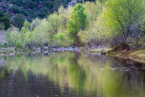 East Verde River and Riparian Trees