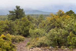Rain Showers on High Desert Forest