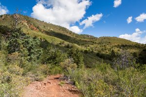 High Desert Forest along Trail